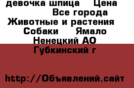 девочка шпица  › Цена ­ 40 000 - Все города Животные и растения » Собаки   . Ямало-Ненецкий АО,Губкинский г.